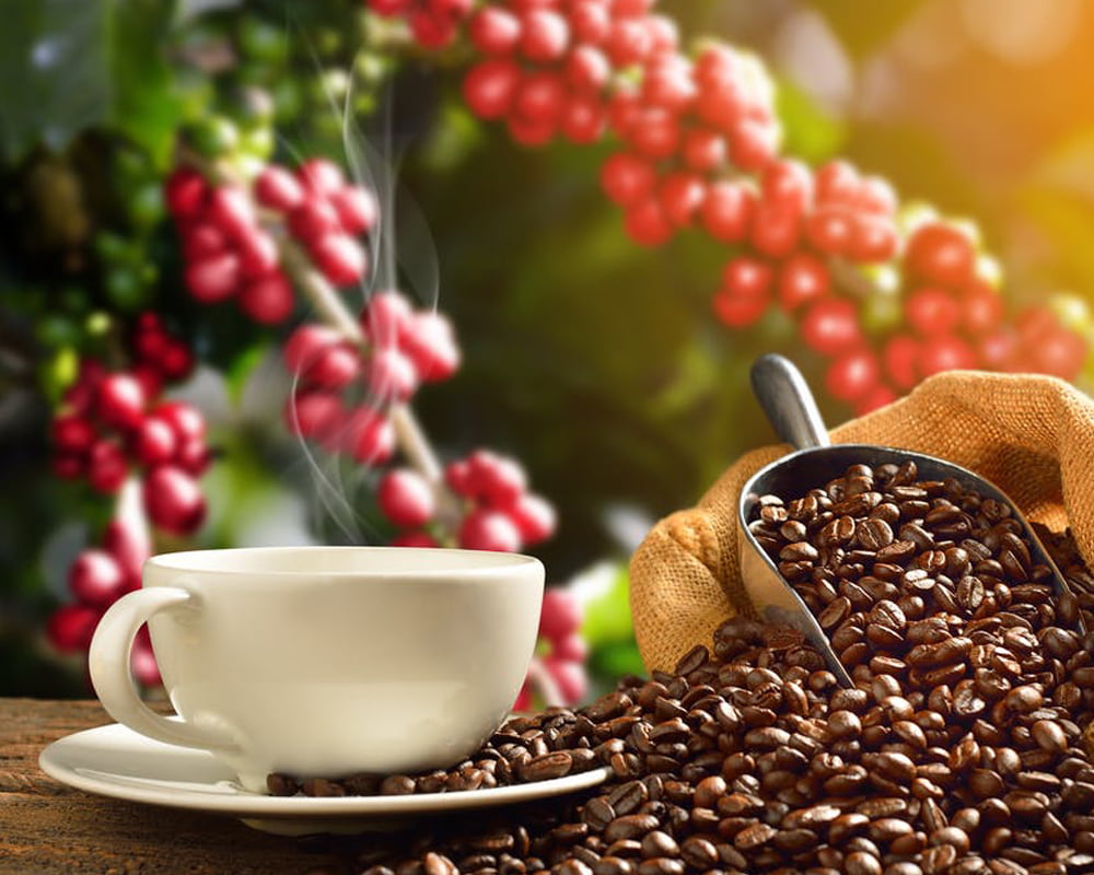 ارتفاع کاشت دانه قهوه